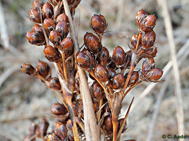 http://www.floraiberica.es/anthos_fotos/fotos_I-J-K/Juncus_acutus_CAEDO34_02_COL.jpg