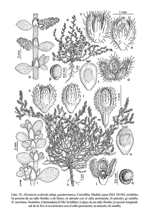 Flora Iberica Vascular Plants Of The Iberian Peninsula And Balearic Islands